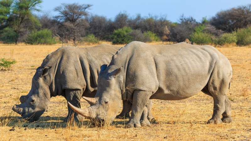 Rhinos at waterberg plateau national park