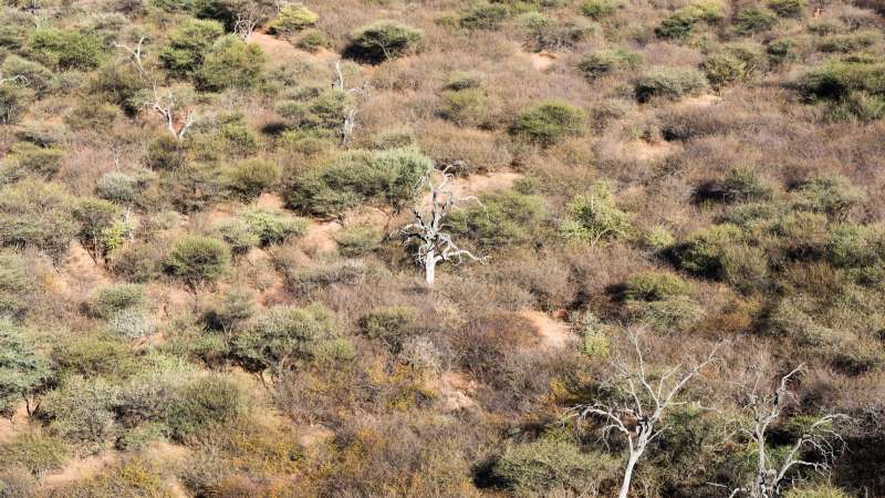 Waterberg plateau trees