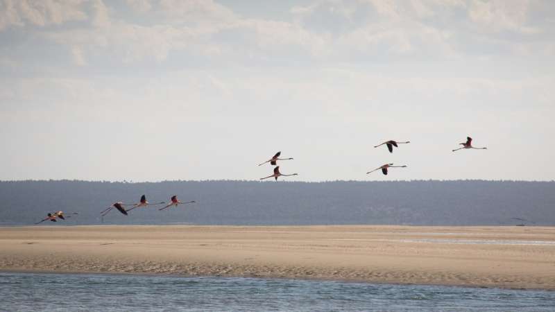 Flamingos near tofo