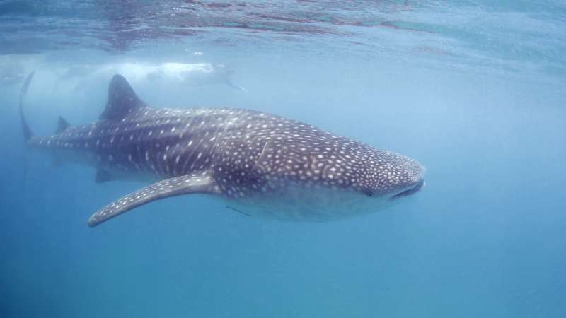 Whale shark alley mozambique