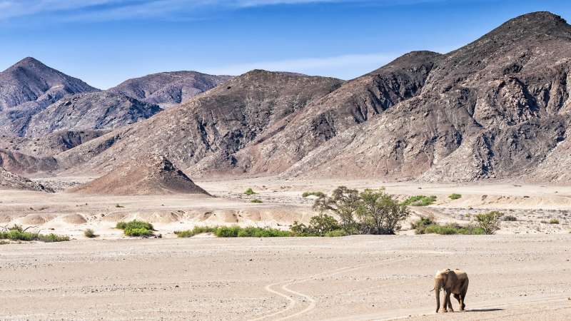 Desert elephant on Namibia safari