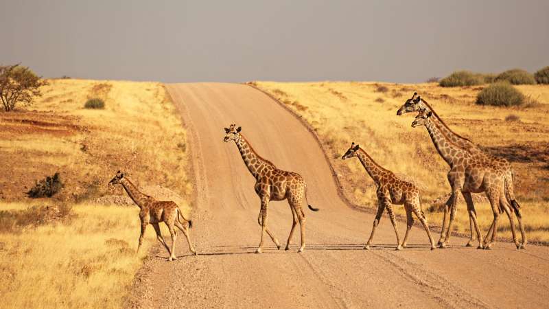 Road trip Namibia safaris