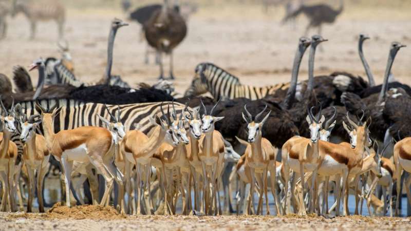 Waterhole in Etosha National Park