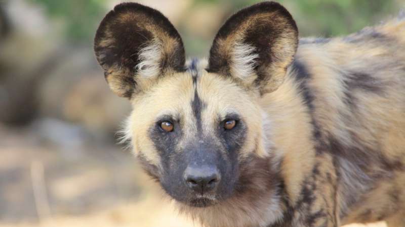 African wild dog Nyerere