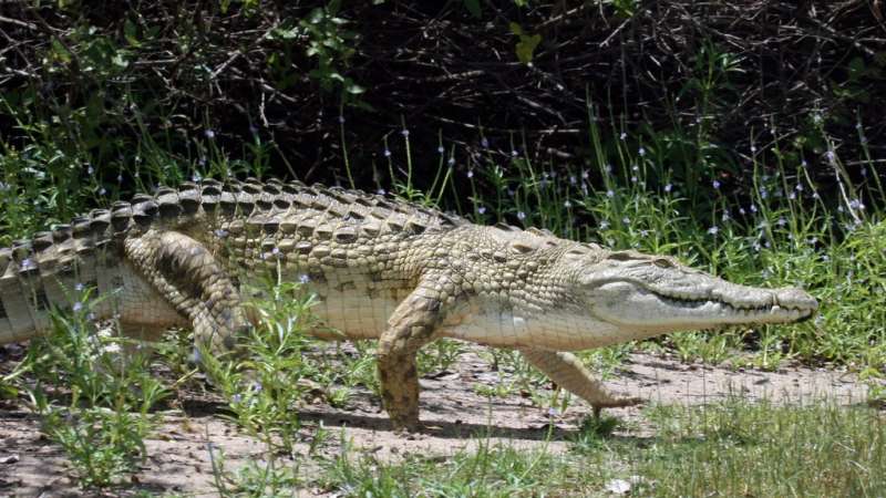 Crocodile nyerere selous national park
