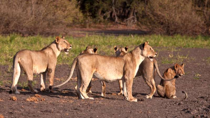 Nyerere selous lion pride