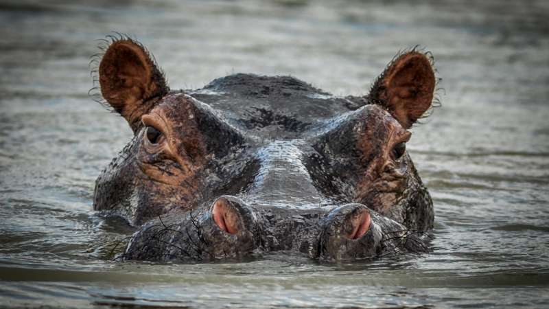 Hippos Nyerere safari Tanzania