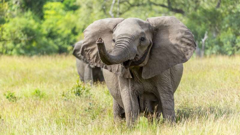 Nyerer Selous elephant Tanzania