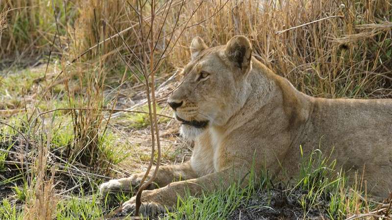 Kafue lionness