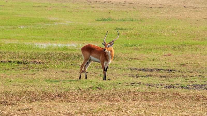 Red lechwe kafue