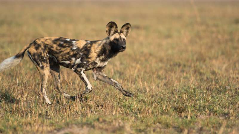 Wild dog in kafue