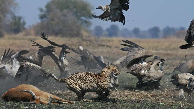 Bird life Kafue