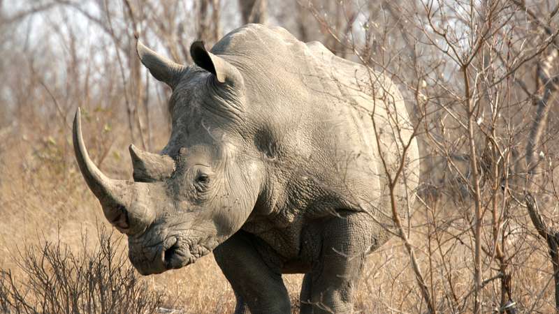 Big 5 Kruger National Park