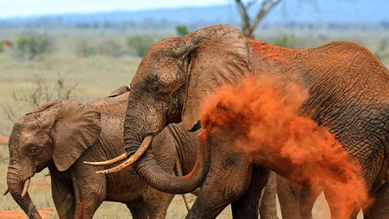 Tsavo East near Mombasa