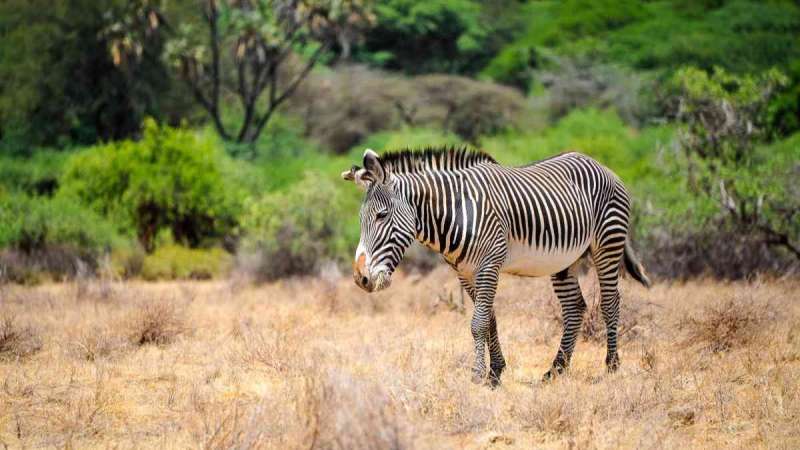 Grevys zebra in samburu national park