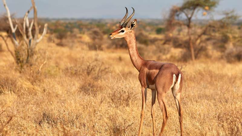 Samburu special 5 gerenuk