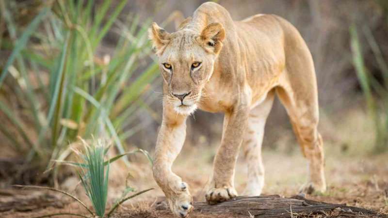 Lioness in samburu