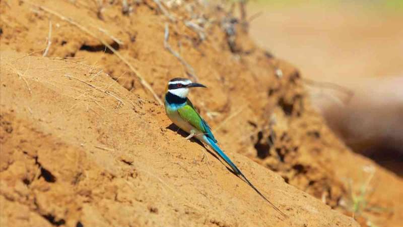 Samburu bee eater