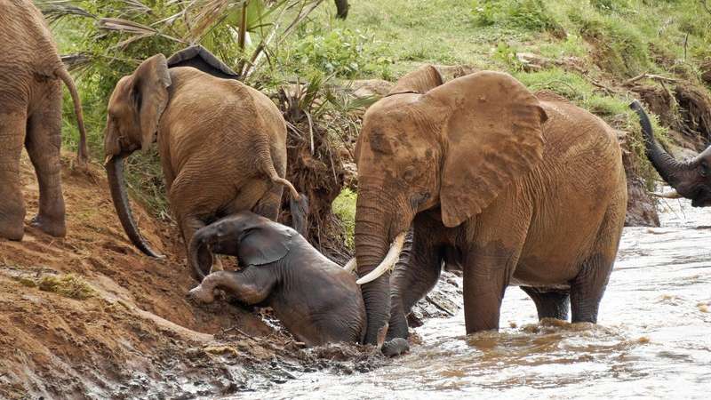 Samburu national park elephants