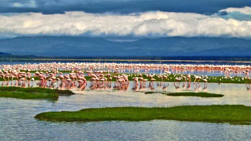 Lake Nakuru flamingos Great Rift valley