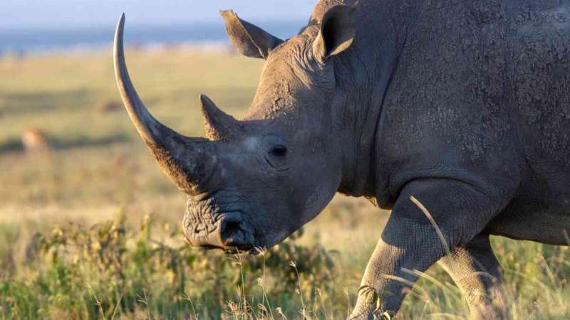 White rhino at lake naivasha