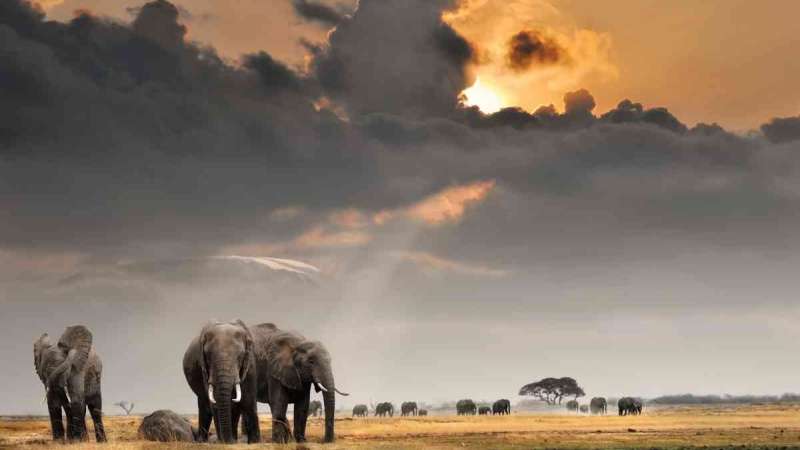 Silhouetted elephants in Amboseli at sunset with golden skies