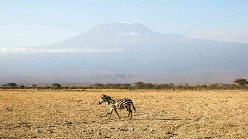 Zebra grazing in front of Mount Kilimanjaro in Amboseli National Park