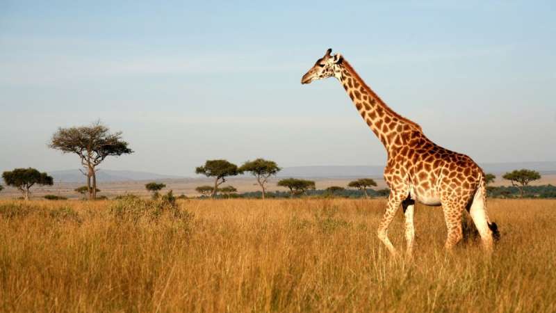 Masai giraffe walking across the open plains of Amboseli National Park