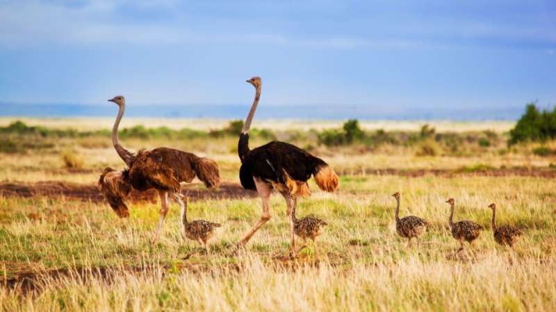 Ostrich with chicks roaming the savanna in Amboseli National Park