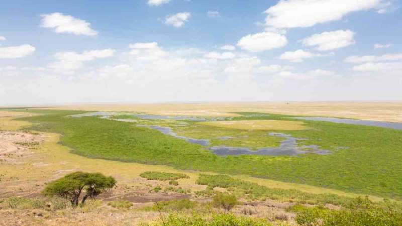 Wide panoramic view of the lush Amboseli swamps and open plains