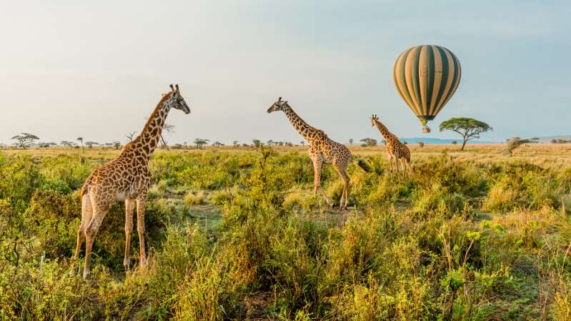 Serengeti safari Tanzania