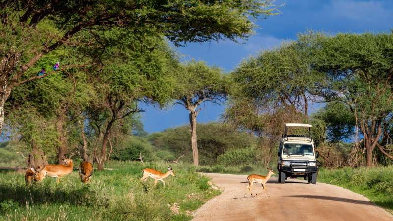 Game drive Tarangire