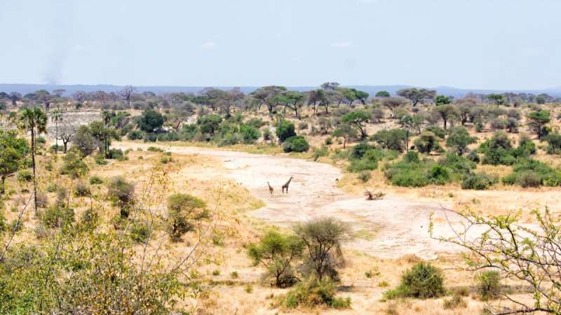 Giraffes in dry river bed Tarangire safari