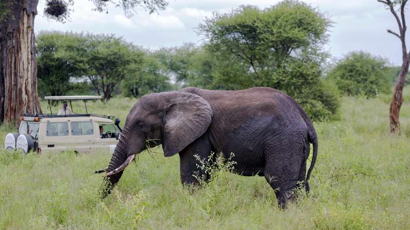 Elephant on safari Tarangire National Park