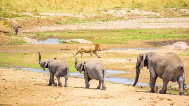 Tarangire lion and elephants