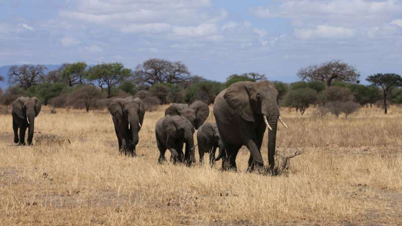 Tarangire National Park elephants