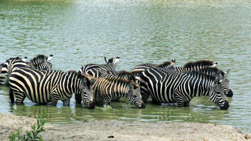 Zebra drinking Tarangire