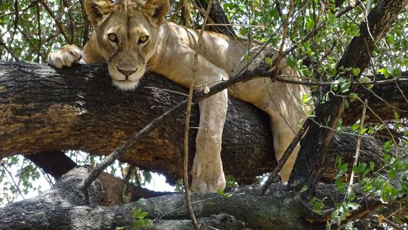 Big 5 safari Tanzania