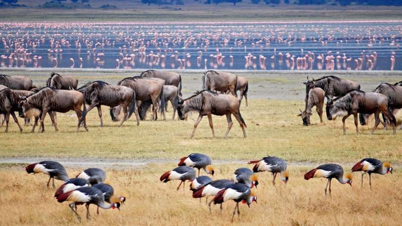 Lake Manyara wildlife northern safari circuit