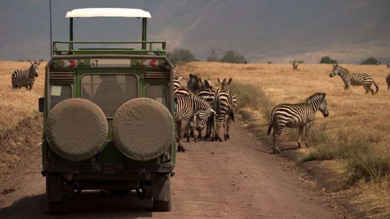 Zebra ngorongoro game drive