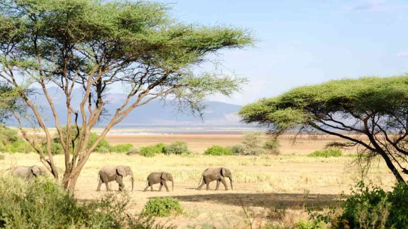 Big 5 elephants Lake Manyara