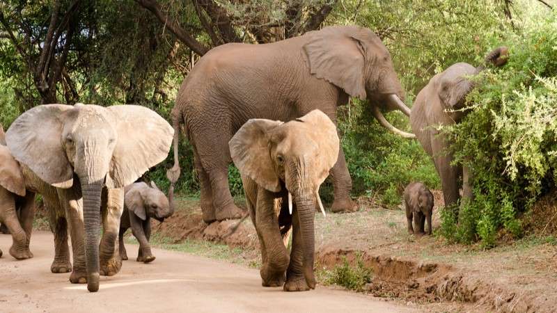 Lake Manyara elephants