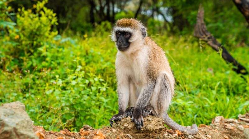 Lake Mayara monkey