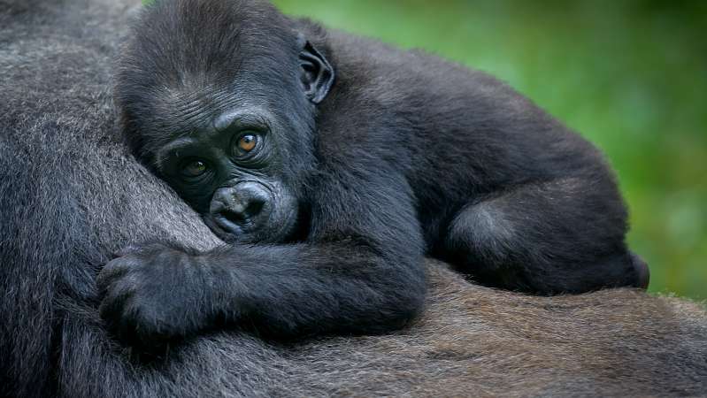 Gorilla trekking Rwanda