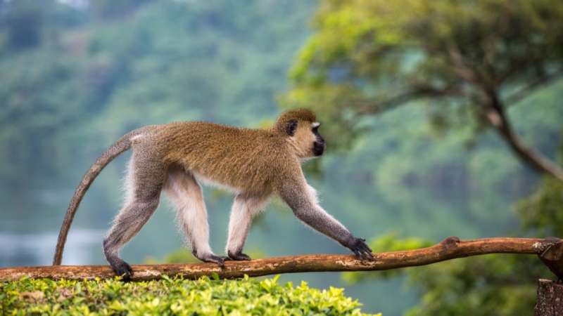 Vervet monkey jinja