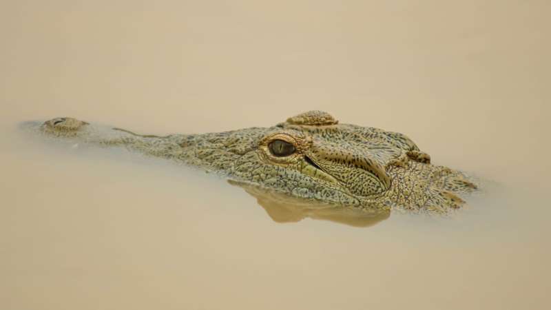Crocodile in lake st.lucia