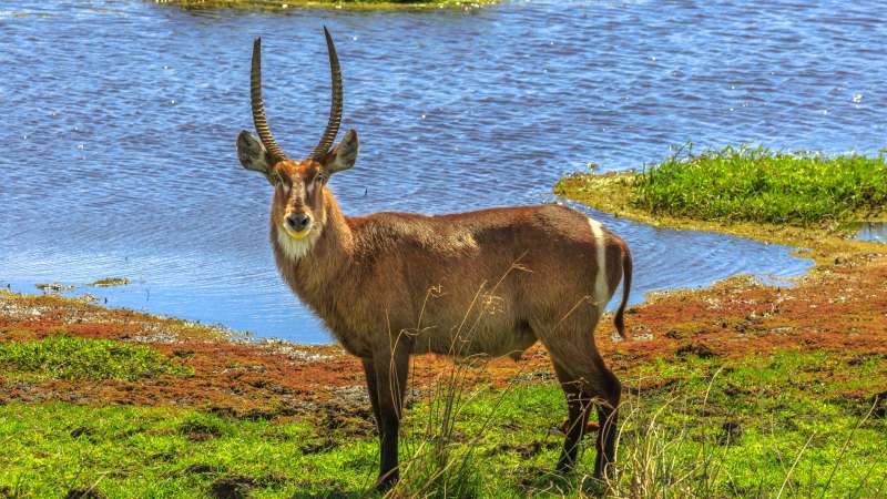 Isimangaliso waterbuck