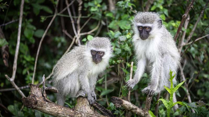 Vervet monkeys isimangaliso national park