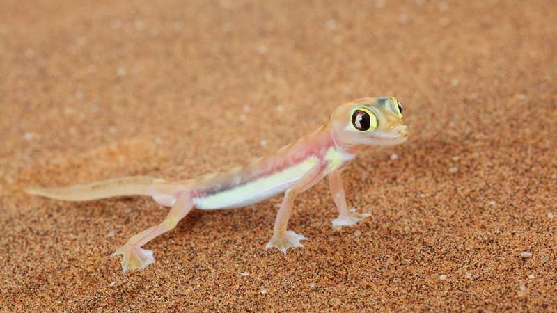 Namib desert animals