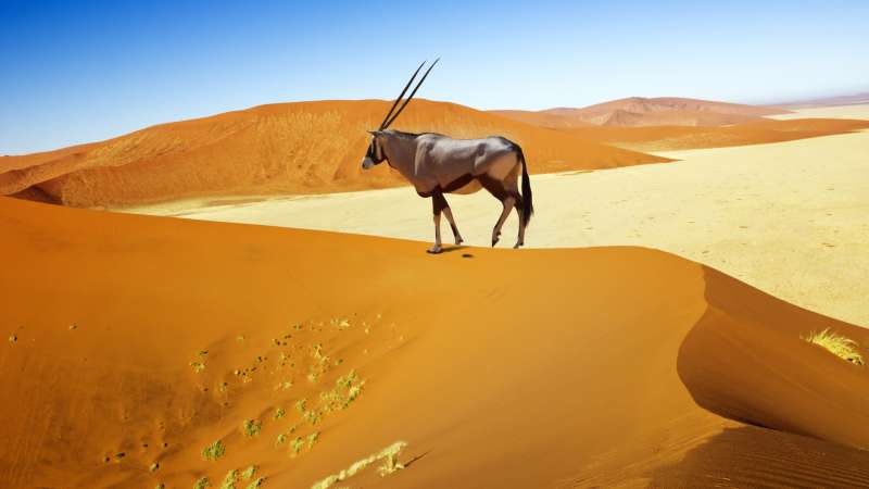 Oryx sossusvlei namibia